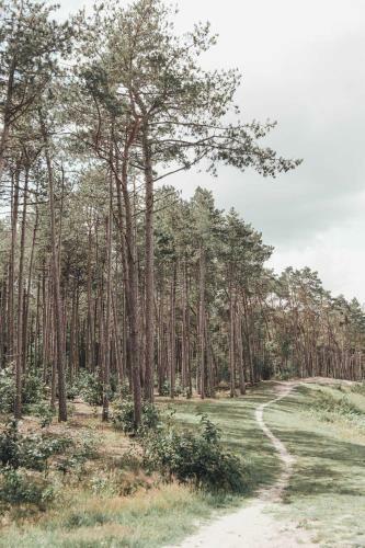 Boshuisje Op De Veluwe