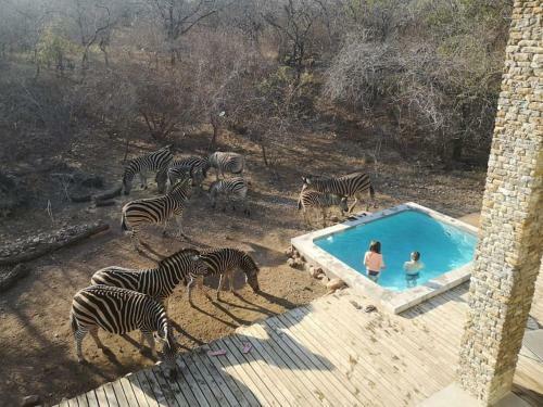 Leadwood Marloth, Kruger Park