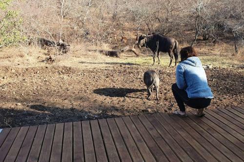 Leadwood Marloth, Kruger Park