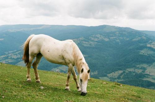 Hostal Pensiunea Nechita