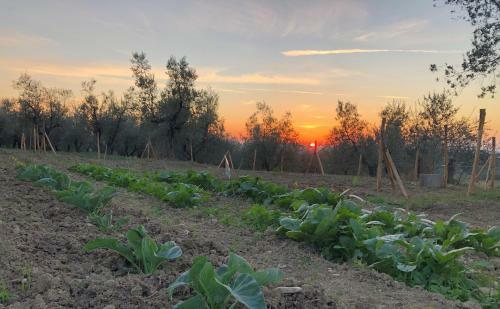 Agroturismo Podere Casato