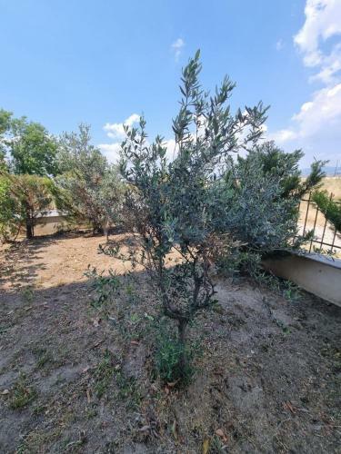 Apartamento Olives By The Sea
