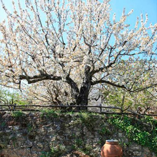 Agroturismo Fokaeon Farm