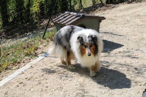 "carul�t Lilla" Nel Bosco