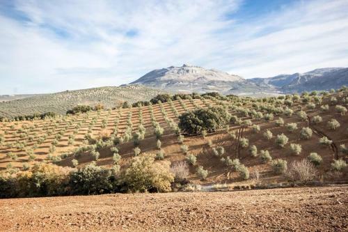 Agroturismo Cortijo Borreguero