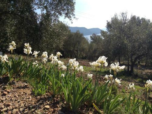 Apartamento Agriturismo Galenzana