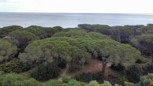 Le Pavoncelle