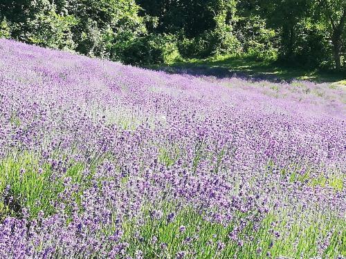 Apartamento Il Nido Nelle Langhe
