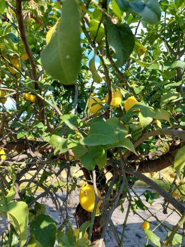 Bed & Breakfast Villa Piersepp