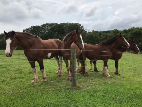 Tentrr - Good Intentions Farm