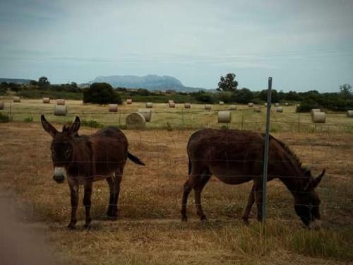 Bed & Breakfast Nacchinono