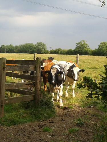 Bed & Breakfast Ivy Farm Accommodation