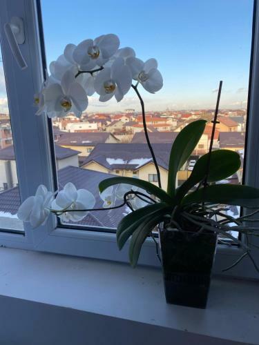 Libertatii 88 Luxury Apartment