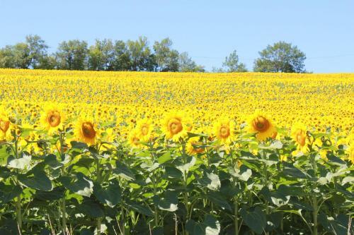 Bed & Breakfast Le Moulin Pastelier