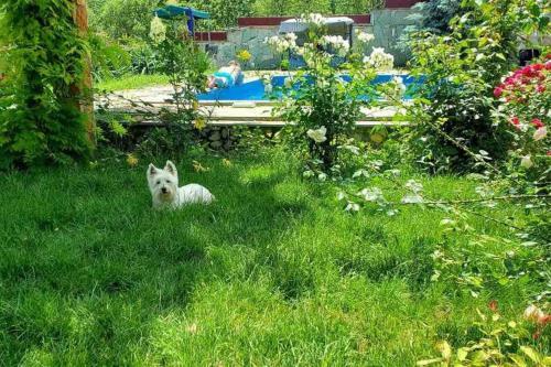 Villa Goshdream Guesthouse
