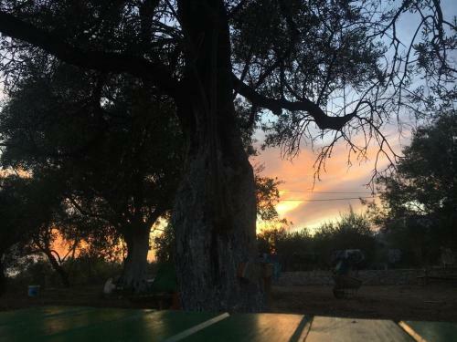 Olive Camping