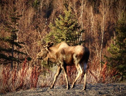 Villa Luxury Living At The Eagles Perch Palmer Ak