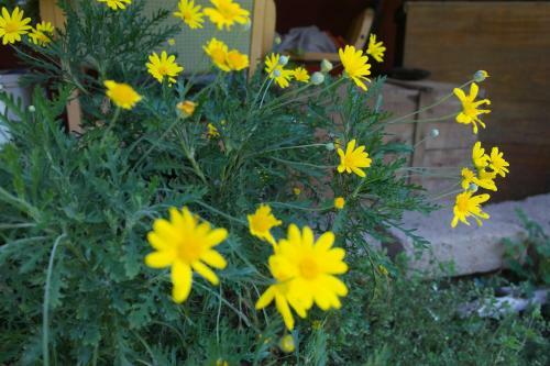 Hostal Agriturismo Il Cammino
