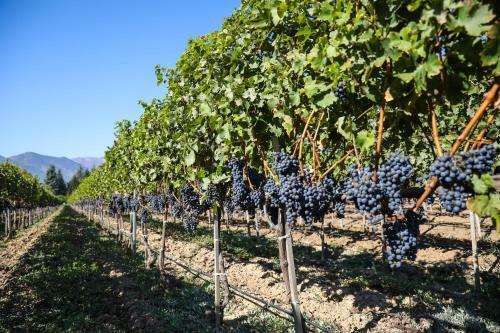 Hotel Uva Nestum Wine & Spa