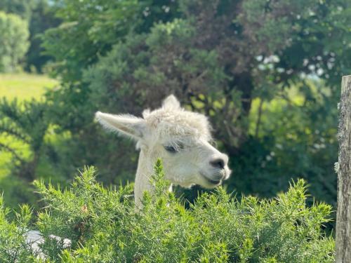 Pant Y Rhedyn Glamping And Camping Site