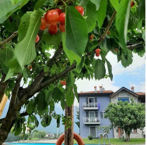 B&B Zia Vivina