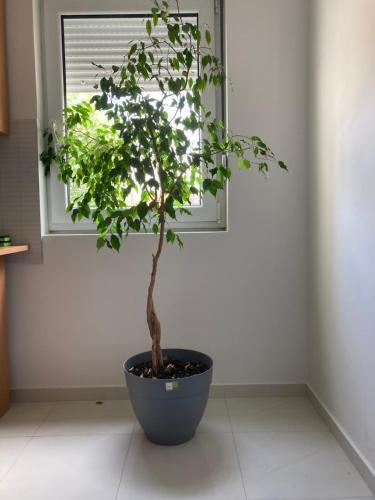 Apartamento Nika