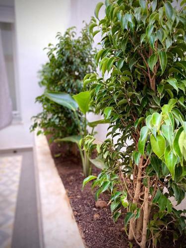 Apartamento Coin Paisible Au Centre De La Marsa