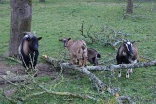 Bed & Breakfast La Ferme De Montaigu