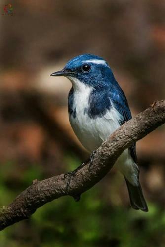 Birdside