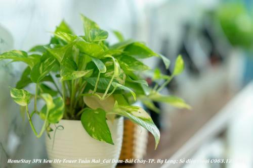 Apartamento New Life Tower