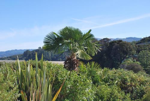 Lodge Beach Front:palms-on-the-beach.kaiteriteri.