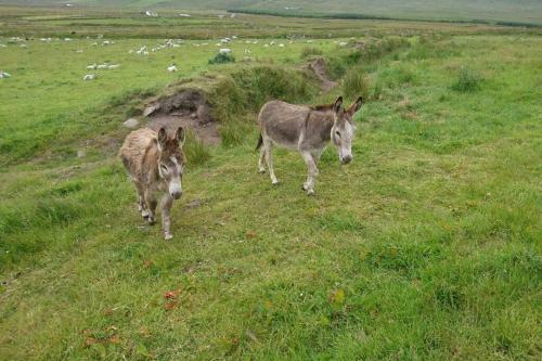 Apartamento Skellig View Bluebell Rose & The Kerry Cliffs