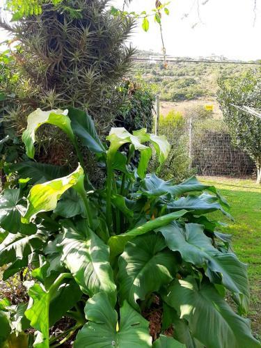 Apartamento Arum Lily Cottage