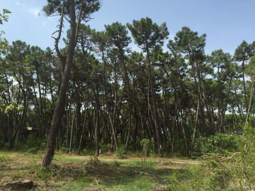 Apartment Il Girasole Grosseto