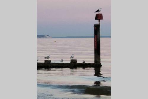 Bournemouth Apartmentnr Beach/town/coach/train/dog