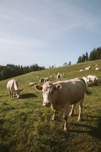 Geohome In Slovak Paradise