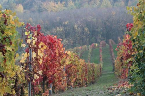 Bed & Breakfast La Terrazza Sul Monferrato