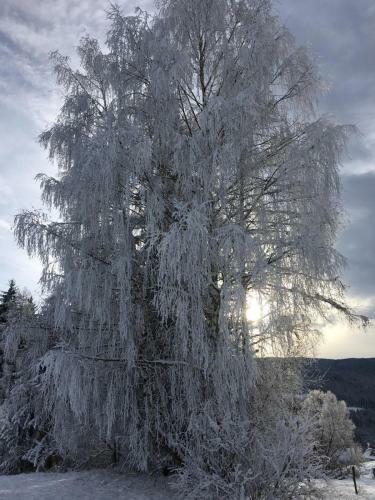Apartamento Ferienwohnung Morgensonne