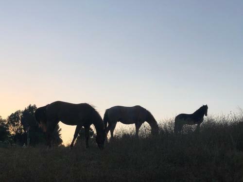 Apartamento 10 Acres Ranch W/ Horses, Pond, And More!