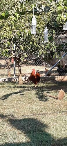 Apartamento Milivilla Luxury Farmhome