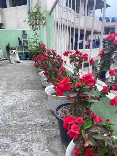 Maple Homestay