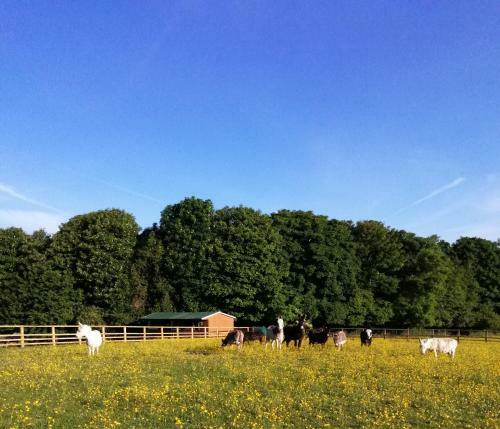 Hostal Durham Donkey Rescue Shepherds Hut