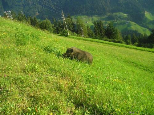Apartamento Ferienhaus Rieser