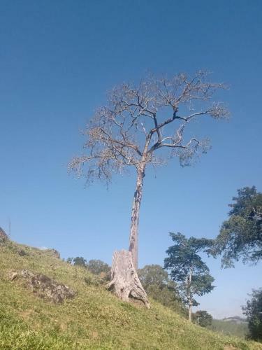 Canto Dos Pirilampos