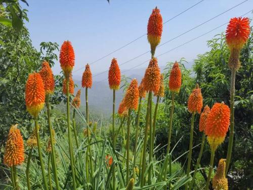 Siya Ram Vatika Pure Vegetarian Homestay