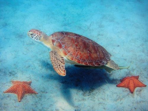 Apartamento Snowy Egret Tropical 1 - Pet Friendly
