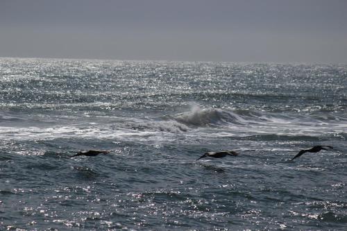 St Aug Ocean And Racquet II