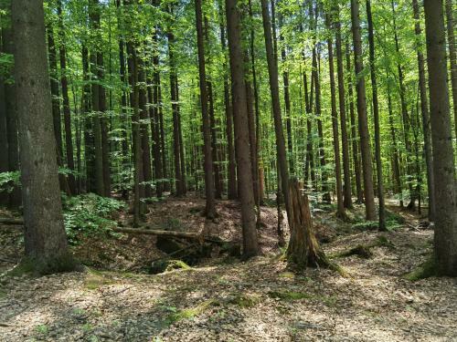 Apartamento Fewo Bayerischer Wald Freyung-grafenau