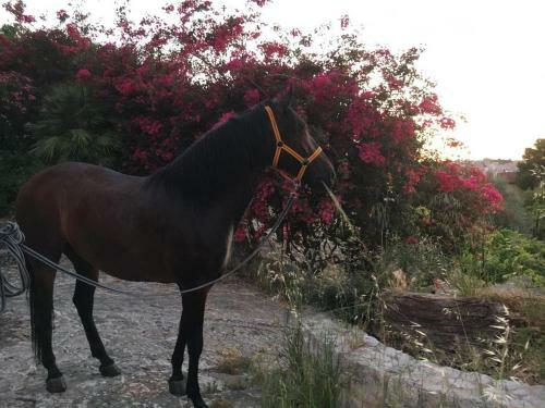 Hostal Villa Country Sicily Home - Valle Dei Templi E Mare