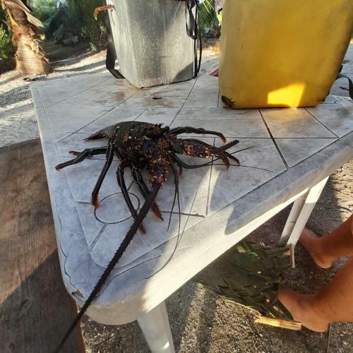 Apartamento Nuutea Lodge Rangiroa